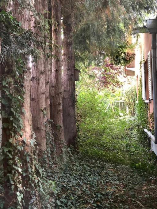 Osenbach Logement De Charme Au Coeur De La Nature מראה חיצוני תמונה
